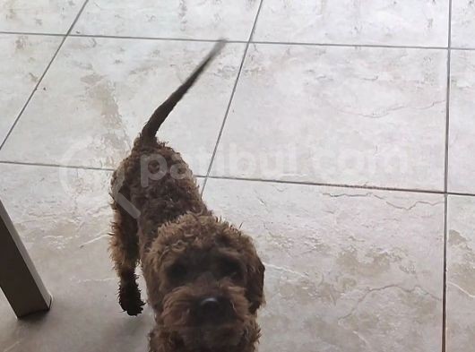 Toy Poodle 6.5 Aylık Full Asılı Eğitimli Erkegimiz görsel