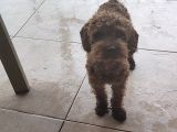 toy poodle 6.5 aylık full asılı eğitimli erkegimiz