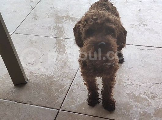 Toy Poodle 6.5 Aylık Full Asılı Eğitimli Erkegimiz