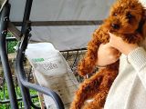 Toy Poodle 6.5 Aylık Full Asılı Eğitimli Erkegimiz