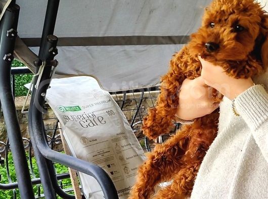Toy Poodle 6.5 Aylık Full Asılı Eğitimli Erkegimiz görsel