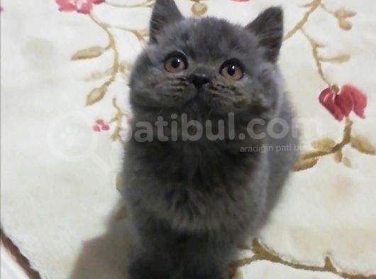 Bu Güzelli̇k Yeni̇ Yuvasini Ariyor görsel