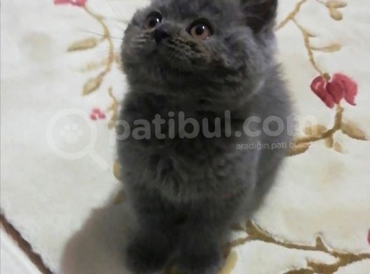 Bu Güzelli̇k Yeni̇ Yuvasini Ariyor görsel