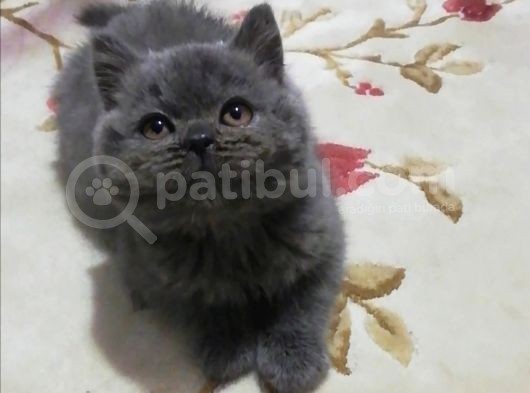 Bu Güzelli̇k Yeni̇ Yuvasini Ariyor görsel