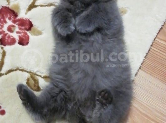 Bu Güzelli̇k Yeni̇ Yuvasini Ariyor