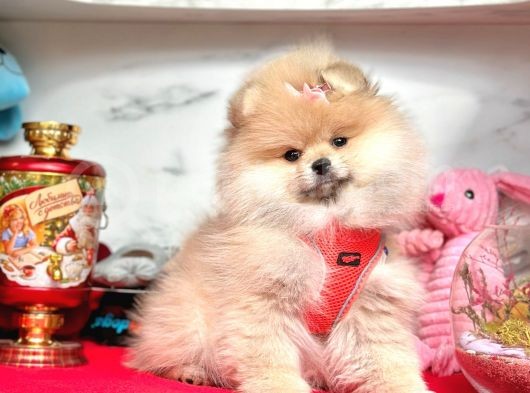 Safkan Pomeranian Boo Yavrularımız görsel