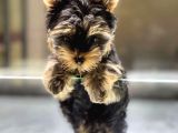 VONALPET GARANTİSİYLE MÜKEMMEL KALİTEDE YORKSHİRE TERRİER YAVRULARIMIZ
