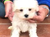 SAFKAN MALTESE TERRİER YAVRULARI
