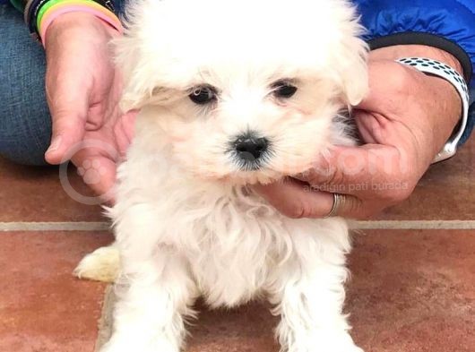 Safkan Maltese Terri̇er Yavrulari