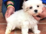 Safkan Maltese Terri̇er Yavrulari