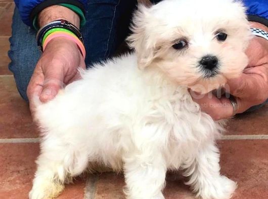 Safkan Maltese Terri̇er Yavrulari görsel