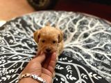 TEA CUP SEVENLERE ÖZEL MALTİPOO YAVRULARI