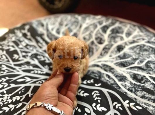 Tea Cup Sevenlere Özel Malti̇poo Yavrulari