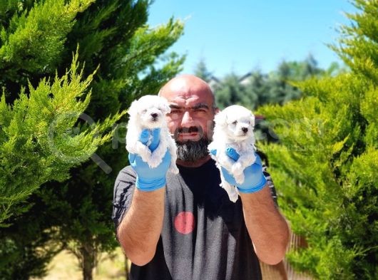 Maltese Terri̇er Yavrusu