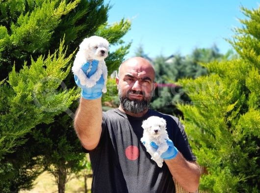 Maltese Terri̇er Yavrusu görsel