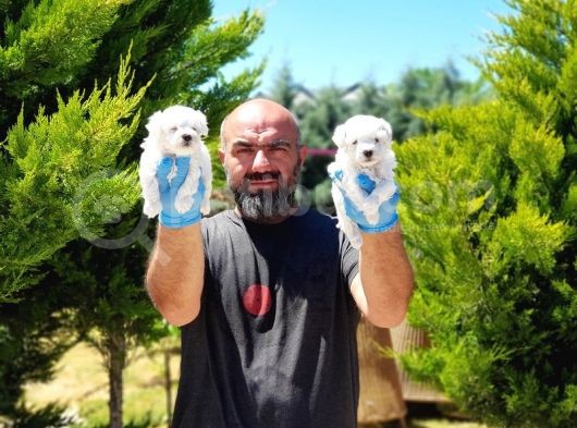 Maltese Terri̇er Yavrusu görsel
