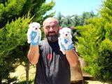 Maltese Terri̇er Yavrusu