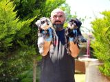 Irk Ve Sağlik Garanti̇si̇yle Mi̇nyatür Schnauzer Yavrular