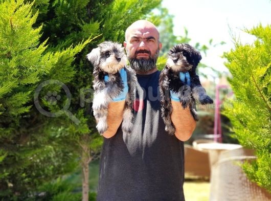 Irk Ve Sağlik Garanti̇si̇yle Mi̇nyatür Schnauzer Yavrular görsel