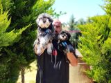 Irk Ve Sağlik Garanti̇si̇yle Mi̇nyatür Schnauzer Yavrular