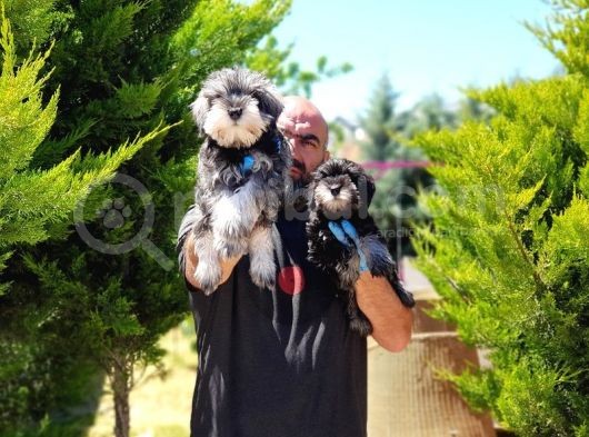 Irk Ve Sağlik Garanti̇si̇yle Mi̇nyatür Schnauzer Yavrular görsel