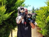 Irk Ve Sağlik Garanti̇si̇yle Mi̇nyatür Schnauzer Yavrular