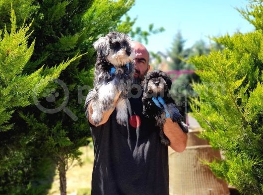 Irk Ve Sağlik Garanti̇si̇yle Mi̇nyatür Schnauzer Yavrular görsel