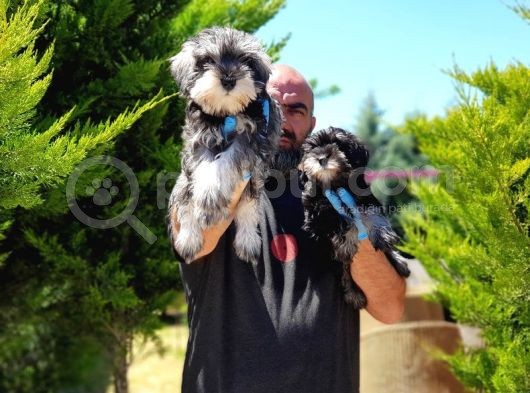 Irk Ve Sağlik Garanti̇si̇yle Mi̇nyatür Schnauzer Yavrular