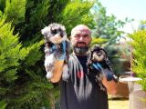 Irk Ve Sağlik Garanti̇si̇yle Mi̇nyatür Schnauzer Yavrular