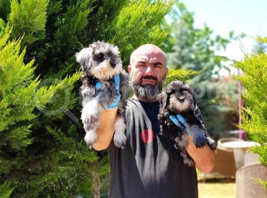 Irk Ve Sağlik Garanti̇si̇yle Mi̇nyatür Schnauzer Yavrular görsel
