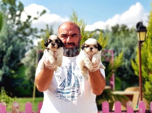 Shi̇h Tzu Yavrusu