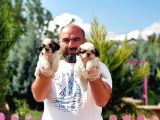 Shi̇h Tzu Yavrusu