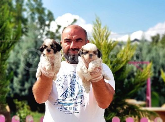 Shi̇h Tzu Yavrusu görsel
