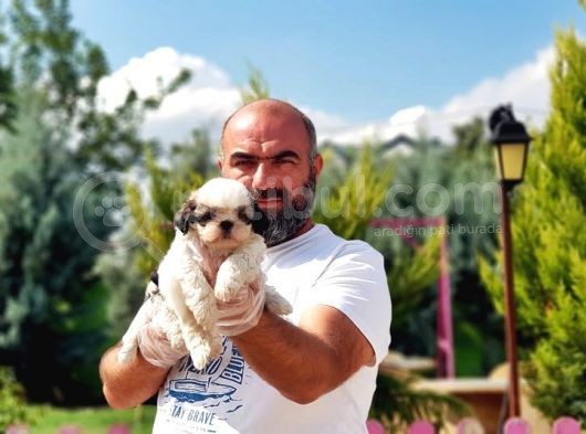 Shi̇h Tzu Yavrusu görsel