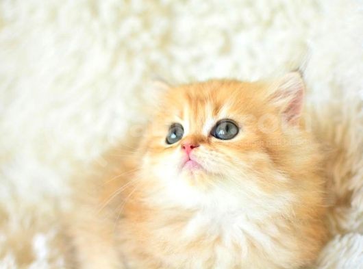 Tr'Nin En Değerli Yavrusu Ny11 British Longhair