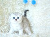 Eşsiz Güzellikte Silver Scottish Fold