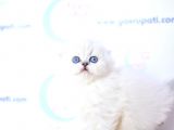Kar tanesi silver scottish fold longhair yavrumuz ns1133
