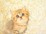 Asaleti soyundan gelen golden british shorthair yavrularımız