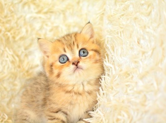Asaleti Soyundan Gelen Golden British Shorthair Yavrularımız