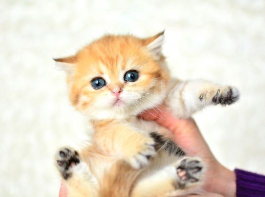 Şampiyonluk Güzelliğinde Ny11 Golden British Shorthair
