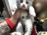 British Shorthair Bicolor Yavru