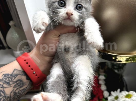 British Shorthair Bicolor Yavru görsel