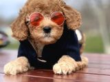 Babyface Toy Poodle Yavrularımız