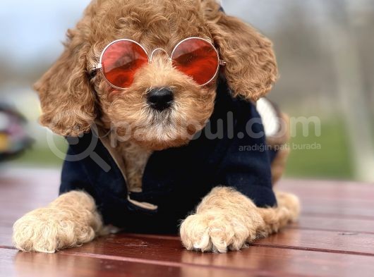 Babyface Toy Poodle Yavrularımız görsel