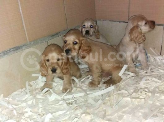 Akkuş Üreti̇m Çi̇ftli̇ği̇nden Cocker Yavrulari görsel