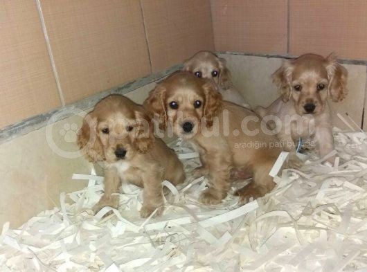 Akkuş Üreti̇m Çi̇ftli̇ği̇nden Cocker Yavrulari görsel