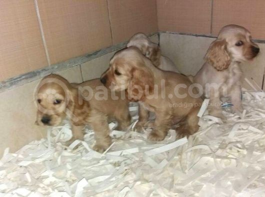 Akkuş Üreti̇m Çi̇ftli̇ği̇nden Cocker Yavrulari görsel