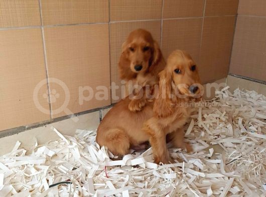 Akkuş Üreti̇m Çi̇ftli̇ği̇nden Cocker Yavrulari görsel