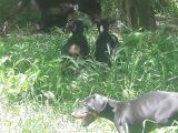 Akkuş Üreti̇m Çi̇ftli̇ği̇nden Doberman Yavrulari