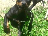 AKKUŞ ÜRETİM ÇİFTLİĞİNDEN DOBERMAN YAVRULARI